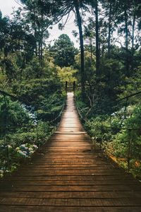 Boardwalk amidst trees in forest