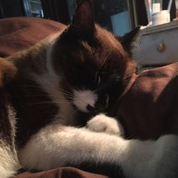 Close-up of cat sleeping