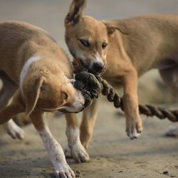 Dogs standing on a land