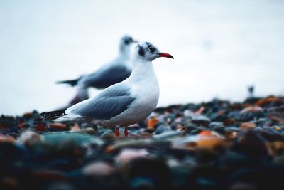 Close-up of seagull on rock