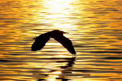 Bird flying over a lake