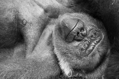 Close-up of a monkey