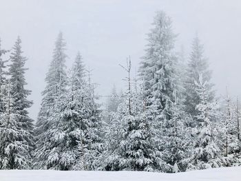 Snow covered trees against sky