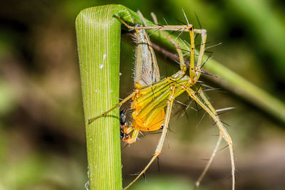 Close-up of insect on leaf