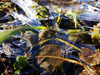 Close-up of turtle in water