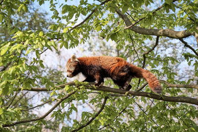 Red panda climbs a tree branch