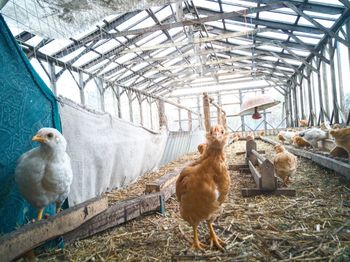 View of birds in farm