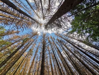 Low angle view of wonderful trees
