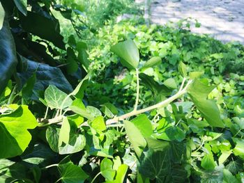 Close-up of fresh green leaves