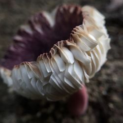 Close-up of white flower