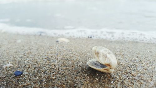 Close-up of seashell on beach