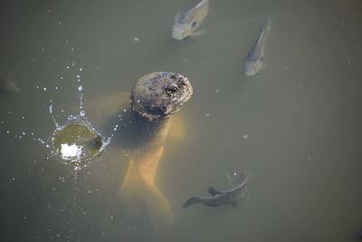 High angle view of turtle swimming by fish in pond