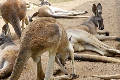 View of kangaroos