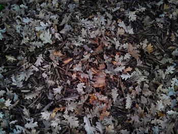 Full frame shot of leaves