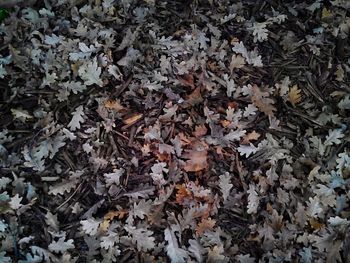 Full frame shot of leaves