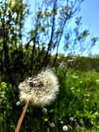 Close-up of dandelion