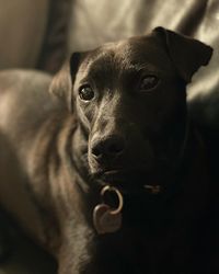 Close-up portrait of dog