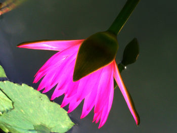 Close-up of pink flowers