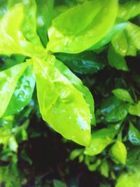 Close-up of water drops on leaves