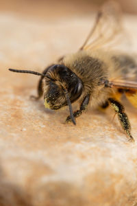 Close-up of bee on flower