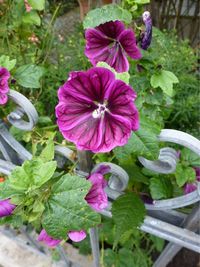 Close-up of purple flowers blooming outdoors