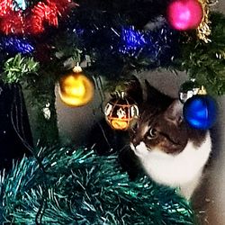 Portrait of cat with christmas tree at night