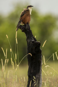 Close-up of a bird perching on a field