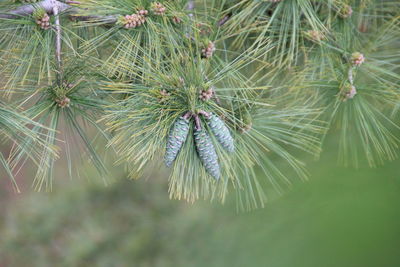 Close-up of pine tree