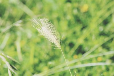 Close-up of plant on field