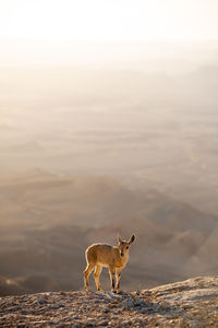 Giraffe standing on land against the sky