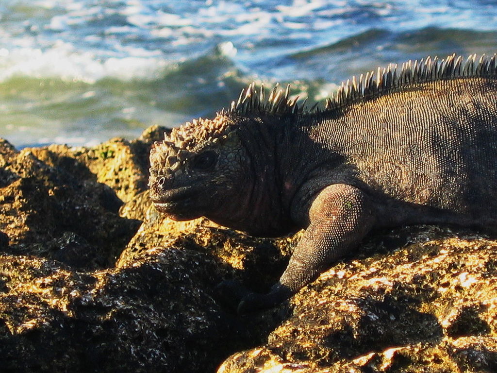 CLOSE-UP OF DOG ON BEACH