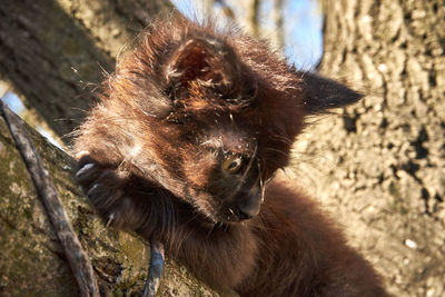 Close-up of a monkey
