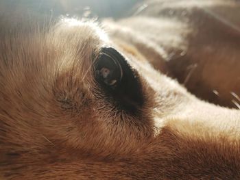 Close-up of animal eye