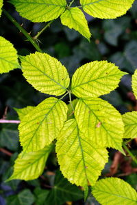 Close-up of green leaves