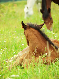 Horse on field