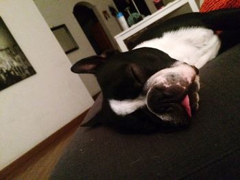 Close-up of a dog