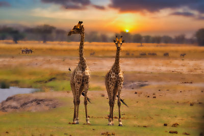 View of giraffe on land against sky during sunset