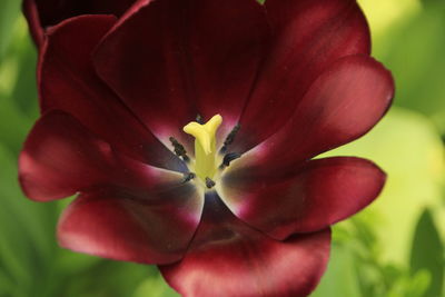 Close-up of maroon tulip blooming outdoors