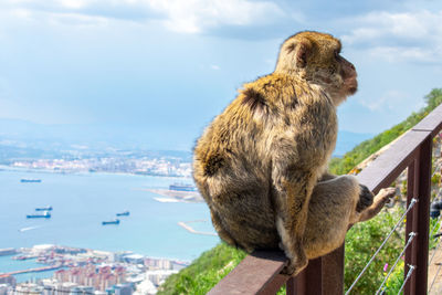 Close-up of monkey