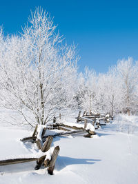 Snow covered tree against sky during winter