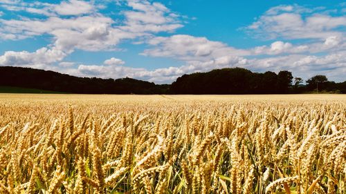 Scenic view of field against sky