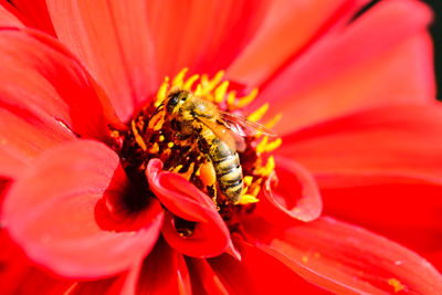 Close-up of bee pollinating on pink flower