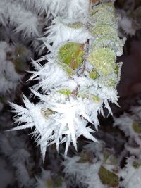 Close-up of frozen leaves during winter