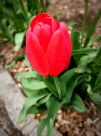 Close-up of red rose blooming outdoors