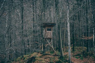 Low angle view of tree house in forest