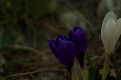 Close-up of purple crocus