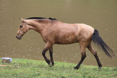 Side view of horse running on grass