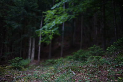 Trees growing in forest