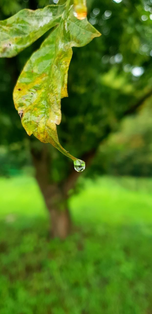 CLOSE-UP OF FRESH GREEN LEAF ON LAND