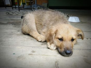 Dog sleeping on floor